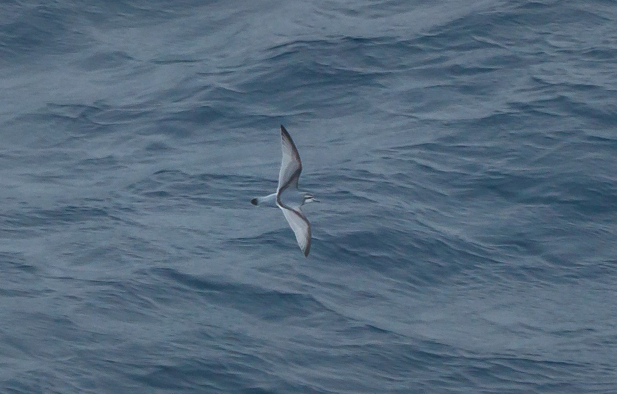 Antarctic Prion - ML506049261