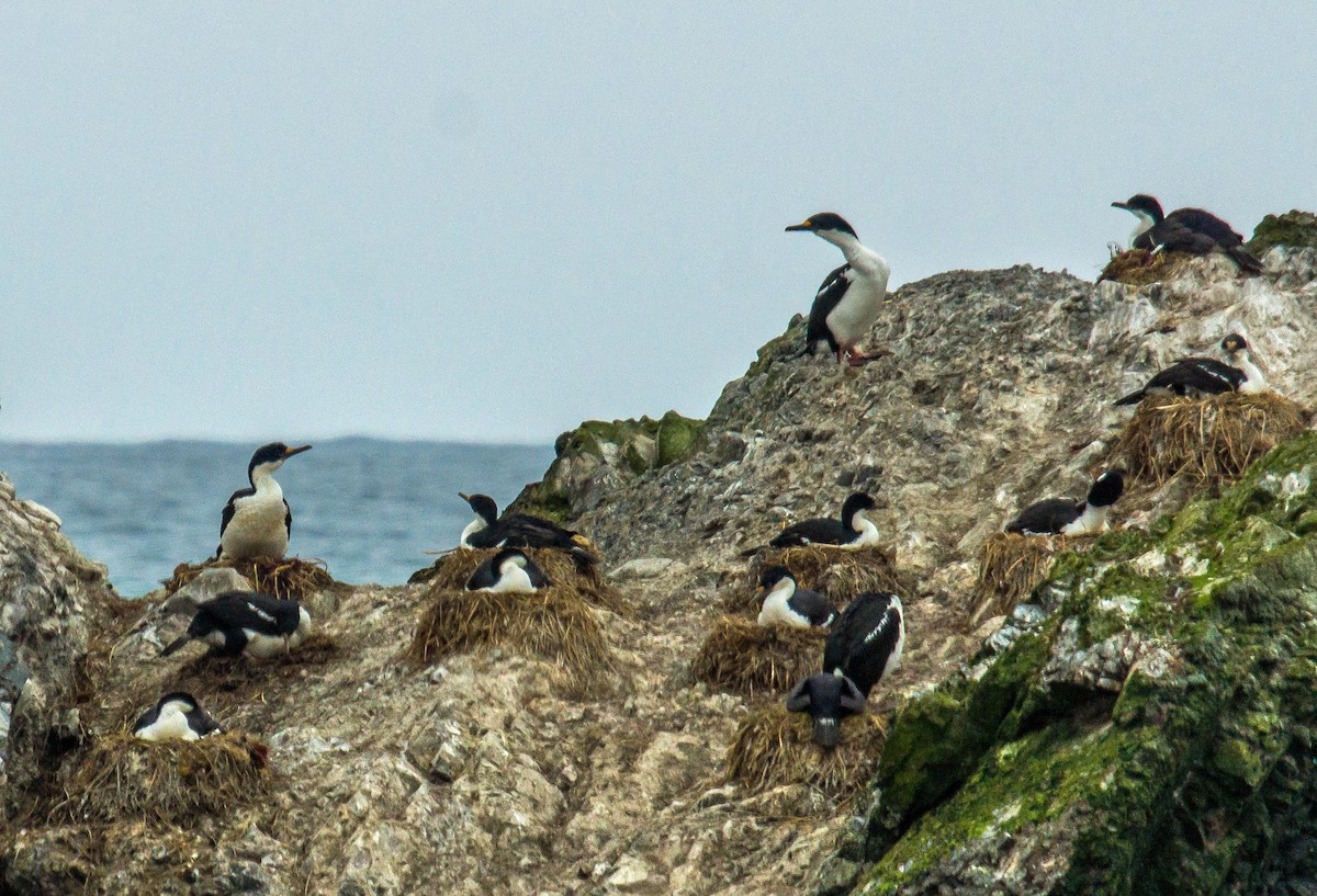 Cormorán de Macquarie - ML506049301