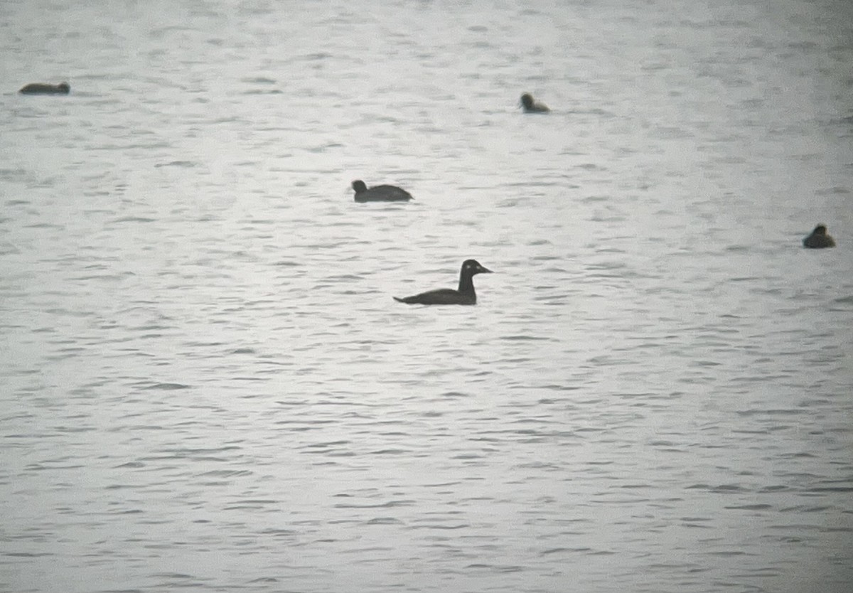 White-winged Scoter - ML506049391