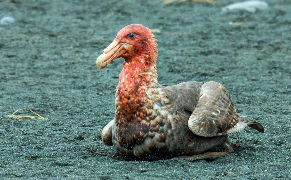 Southern Giant-Petrel - ML506049421