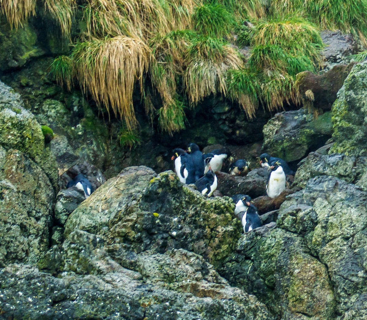 Pingüino Saltarrocas Meridional - ML506049491