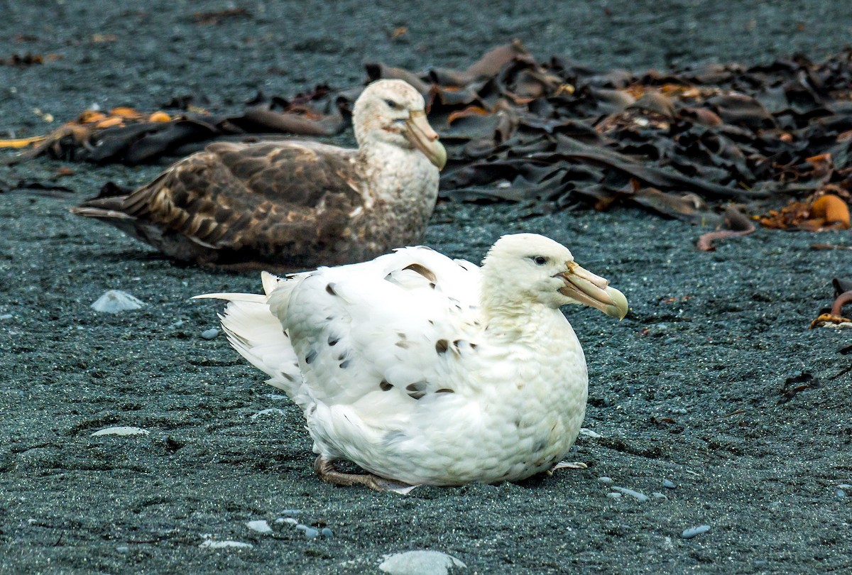 Southern Giant-Petrel - ML506050061