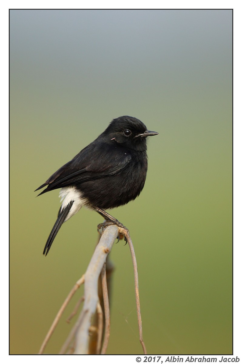 Pied Bushchat - ML50605021