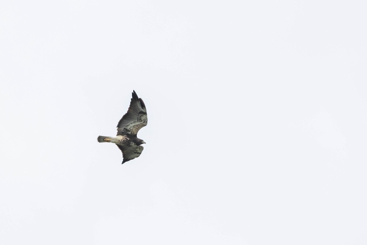 White-tailed Hawk - ML506050981