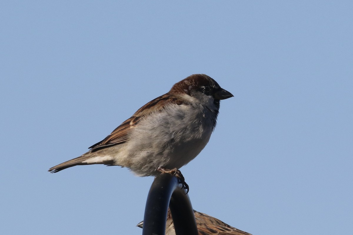 House Sparrow - ML506052621