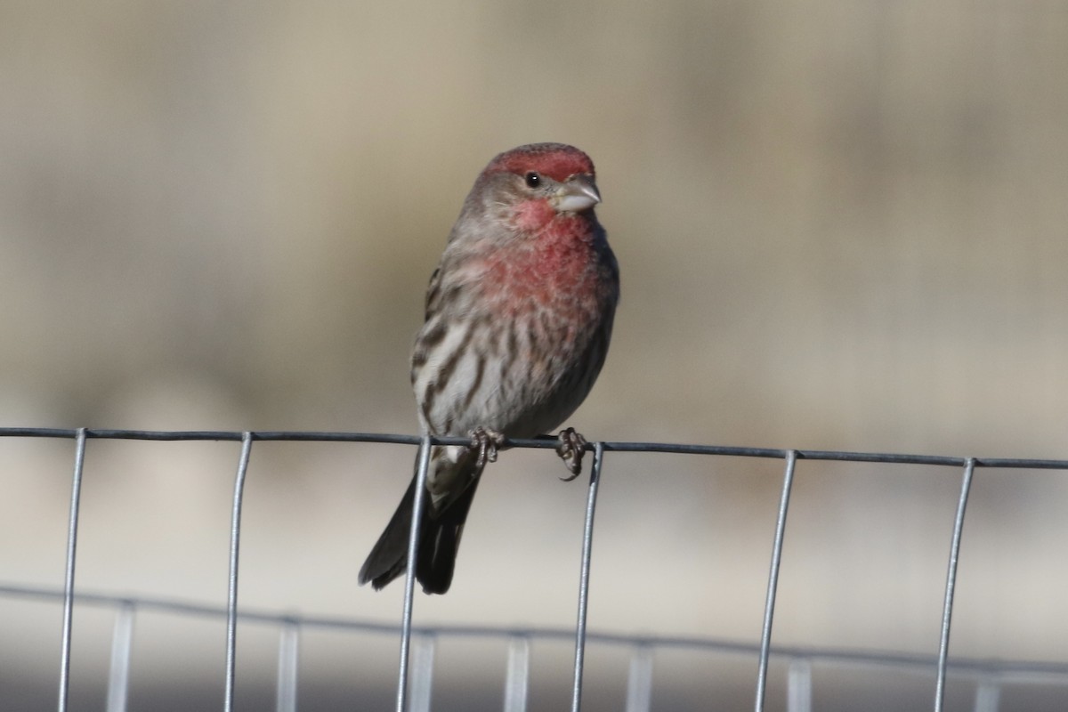 House Finch - ML506052711