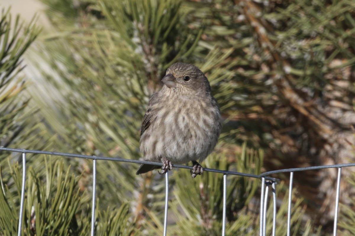 House Finch - ML506052721