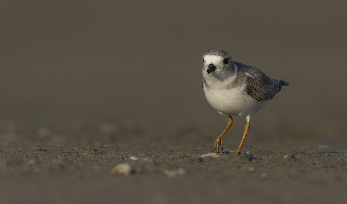 Piping Plover - Marky Mutchler
