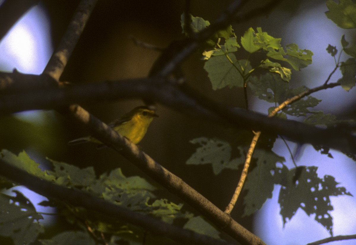 Wilson's Warbler - ML506054591