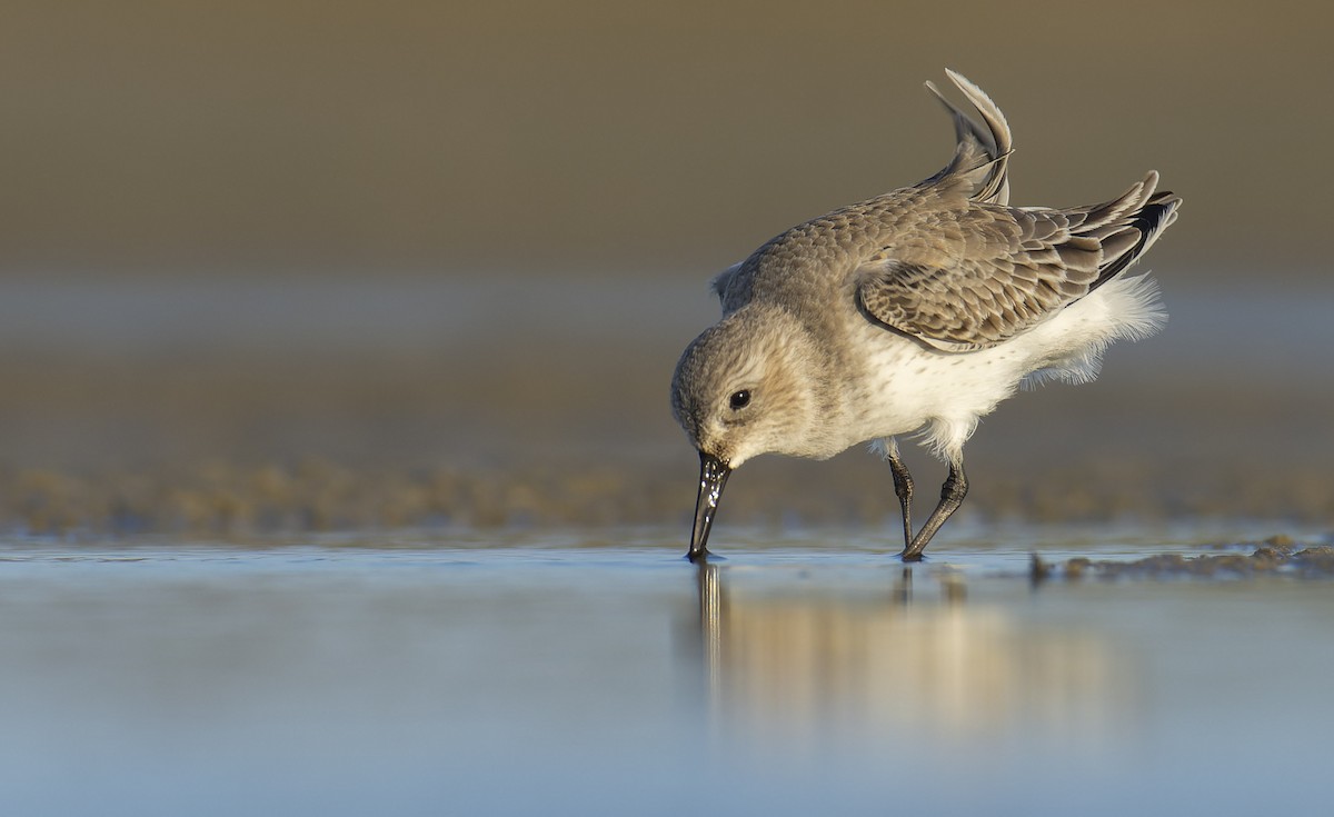 Dunlin - Marky Mutchler