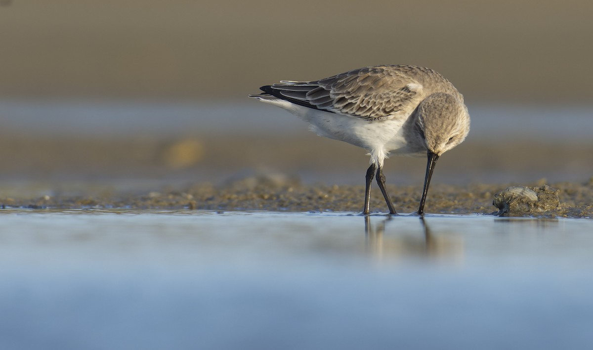 Dunlin - Marky Mutchler