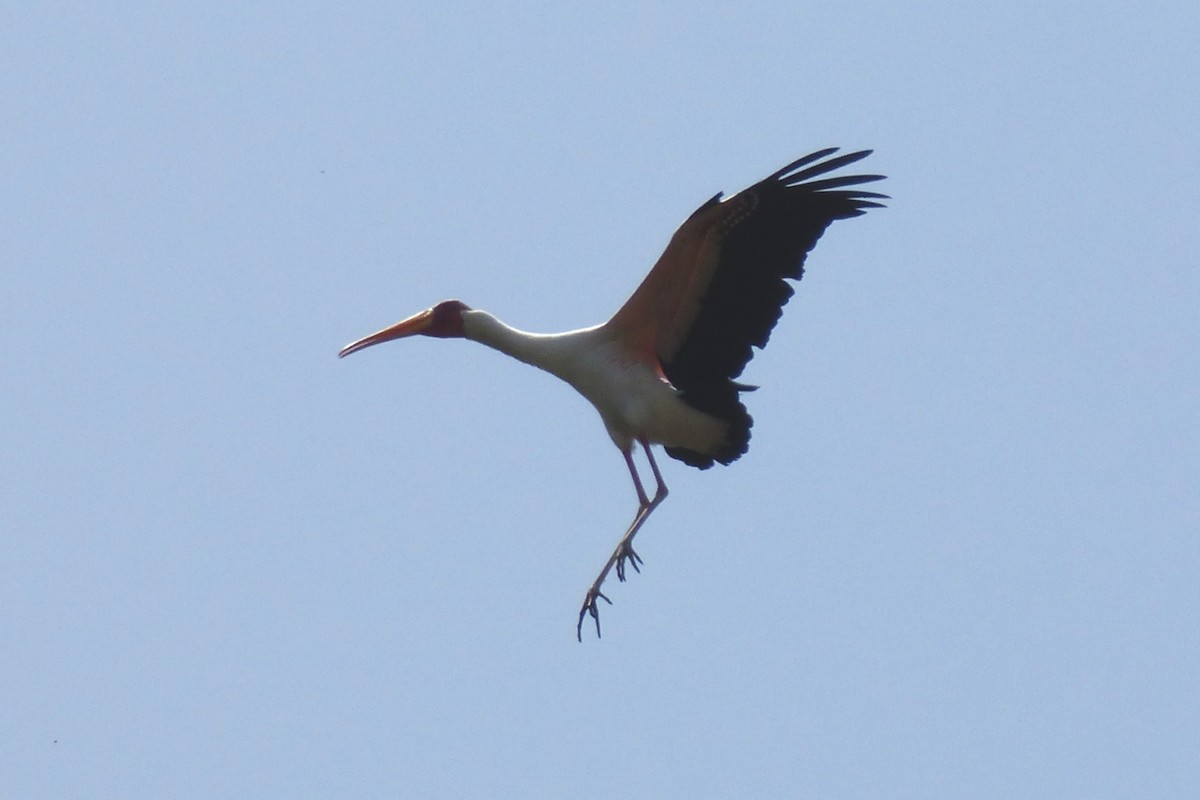 Tantale ibis - ML50605491