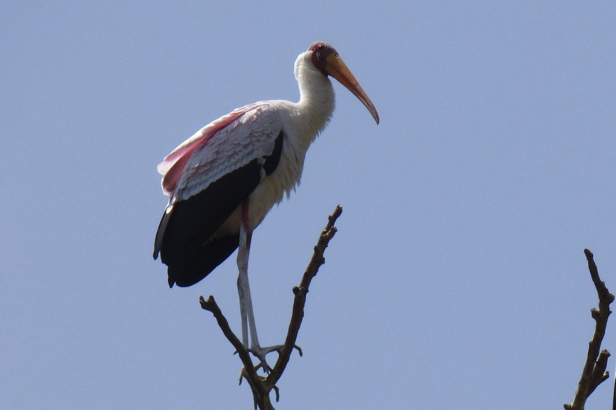 Tantale ibis - ML50605511