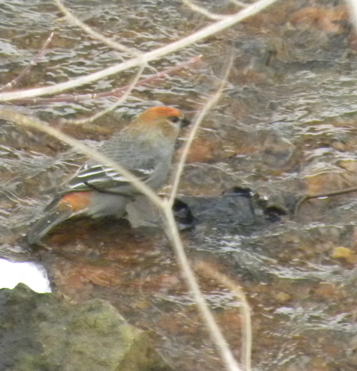 Pine Grosbeak - ML50605621