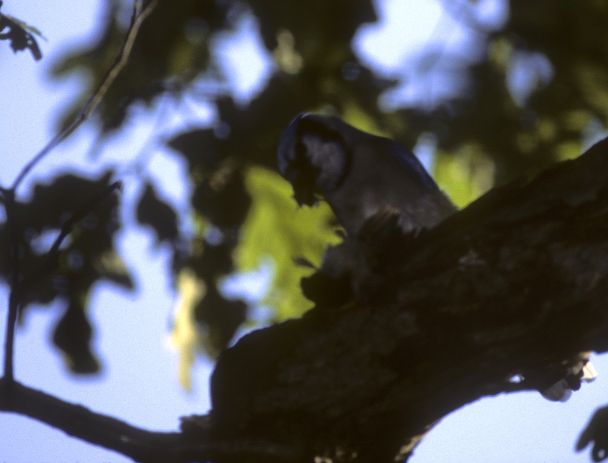 Blue Jay - ML506056211