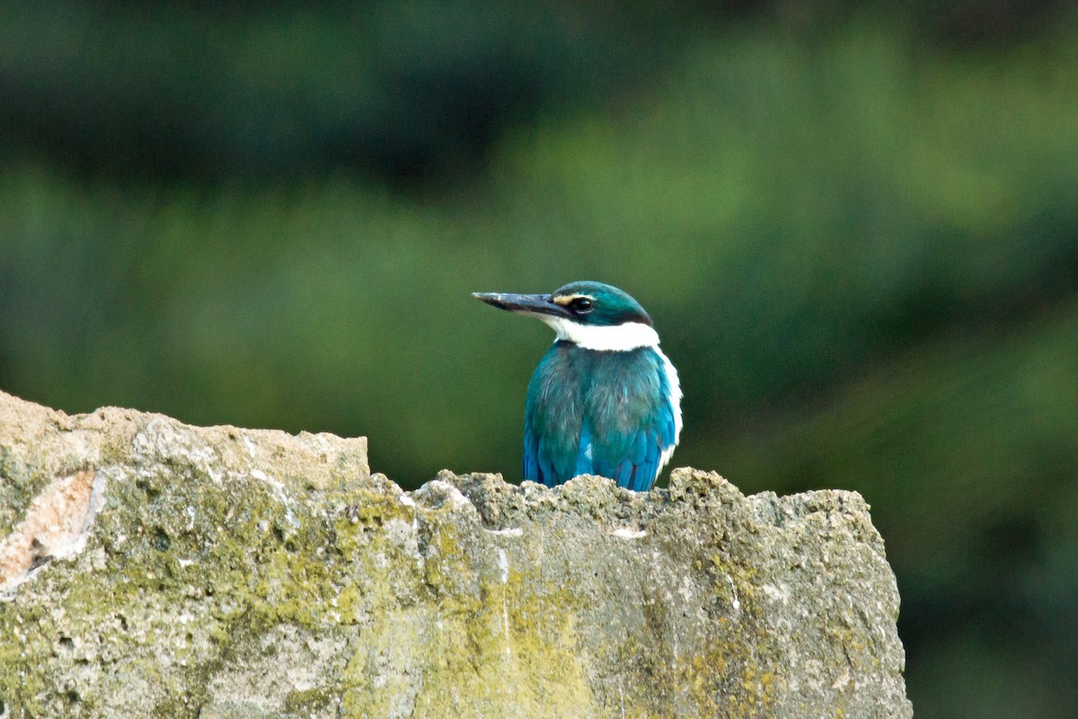 Sacred Kingfisher - ML506056591