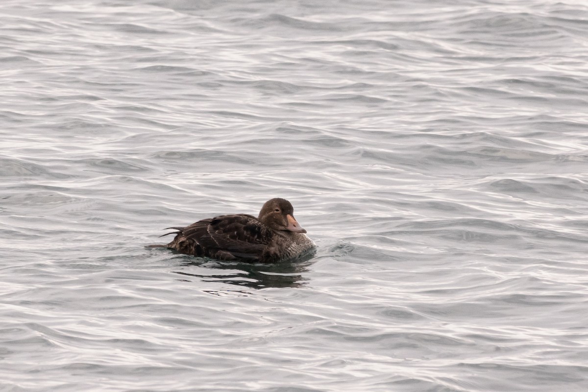 Eider à tête grise - ML506057521