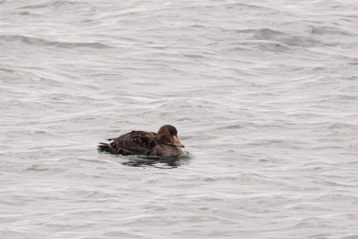 King Eider - Joshua Watson