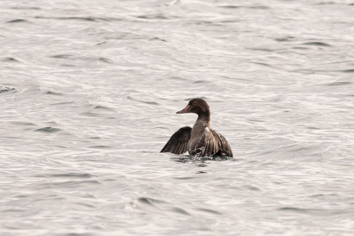 Eider à tête grise - ML506057571