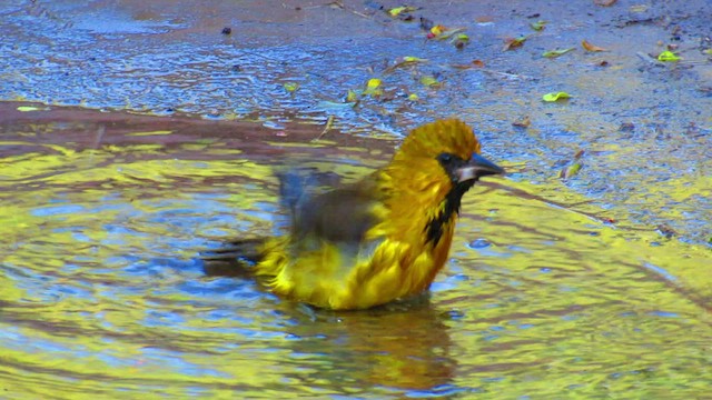 Oriole à gros bec - ML506058391