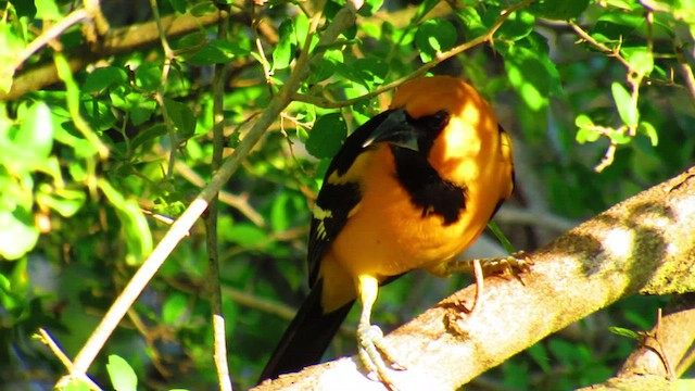 Oriole à gros bec - ML506058401