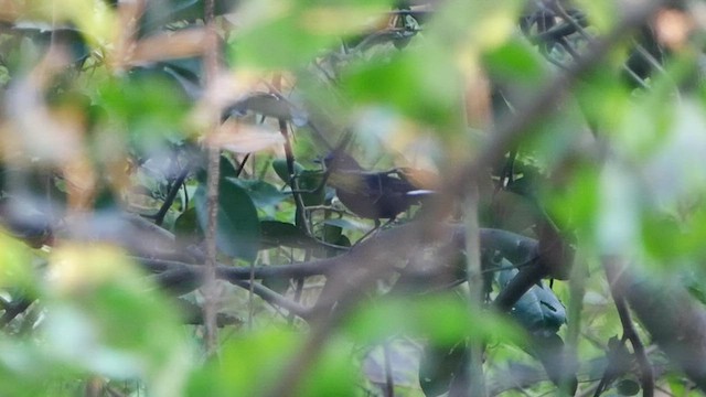 White-tailed Robin - ML506058711