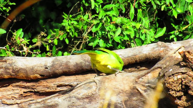 Green Jay - ML506059571