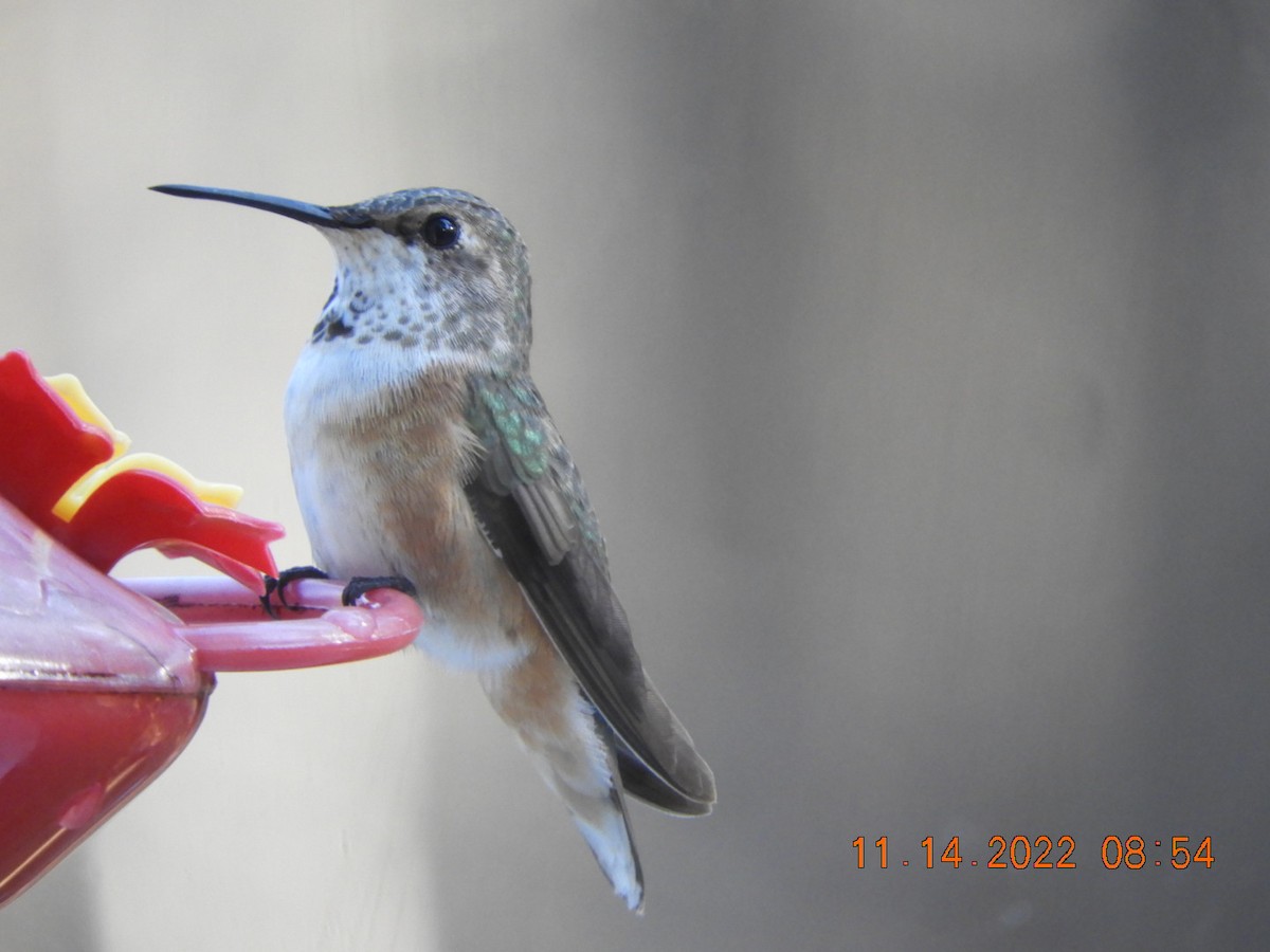 Rufous Hummingbird - ML506060451