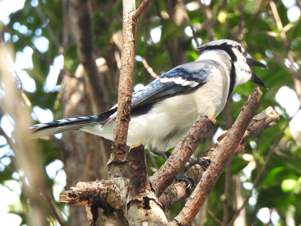 Blue Jay - ML506060751