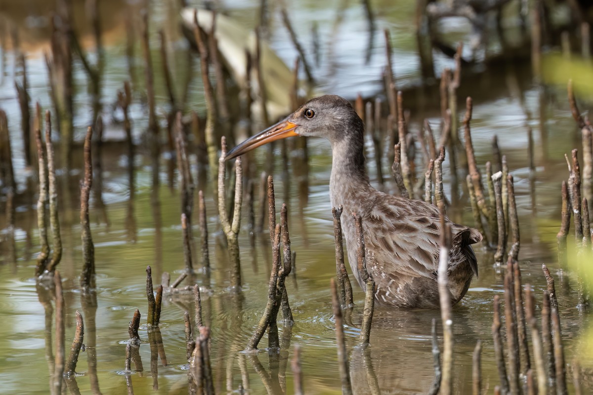 Clapper Rail - ML506061221