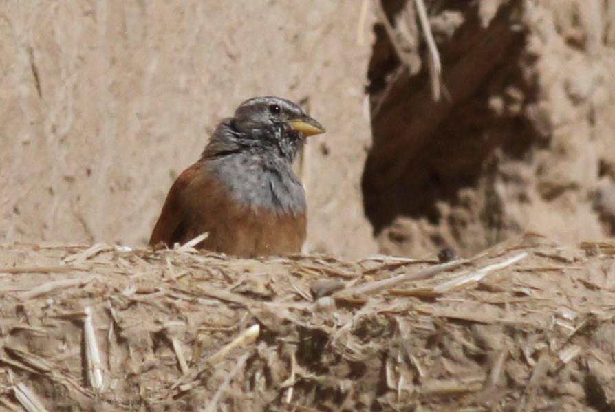 Bruant du Sahara - ML50606151