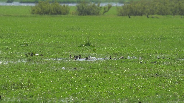 Black-headed Duck - ML506062111