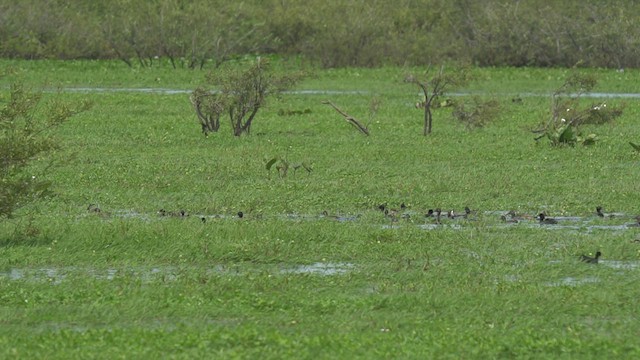 Black-headed Duck - ML506062171