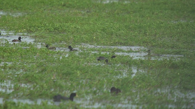 Black-headed Duck - ML506062311