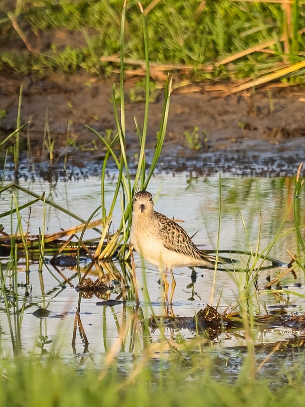 Buff-breasted Sandpiper - ML506062601