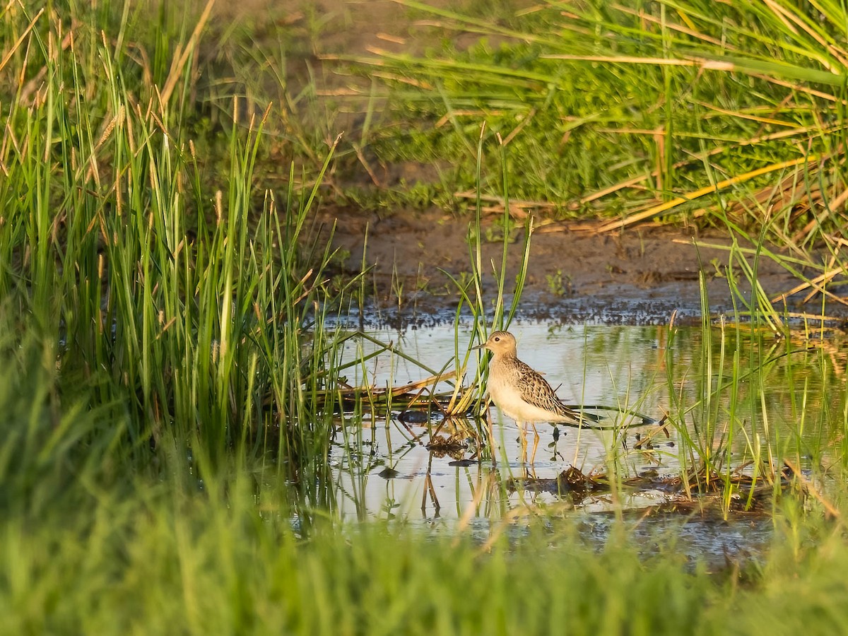 Buff-breasted Sandpiper - ML506062621