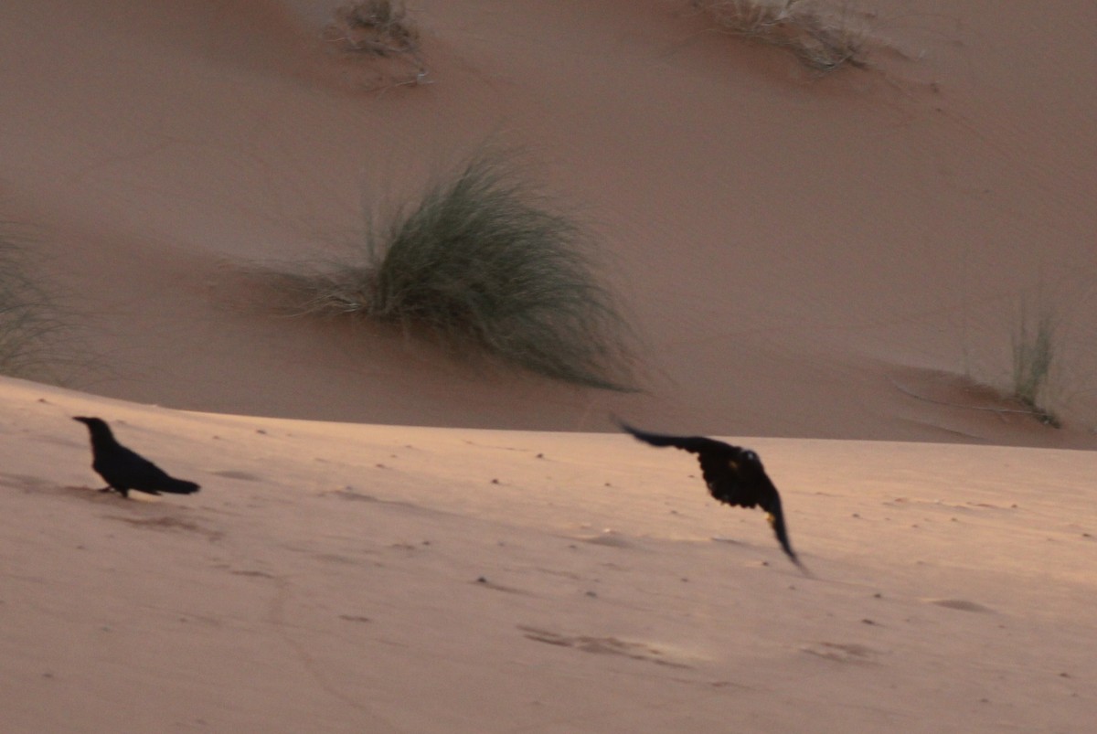 Cuervo Desertícola - ML50606281