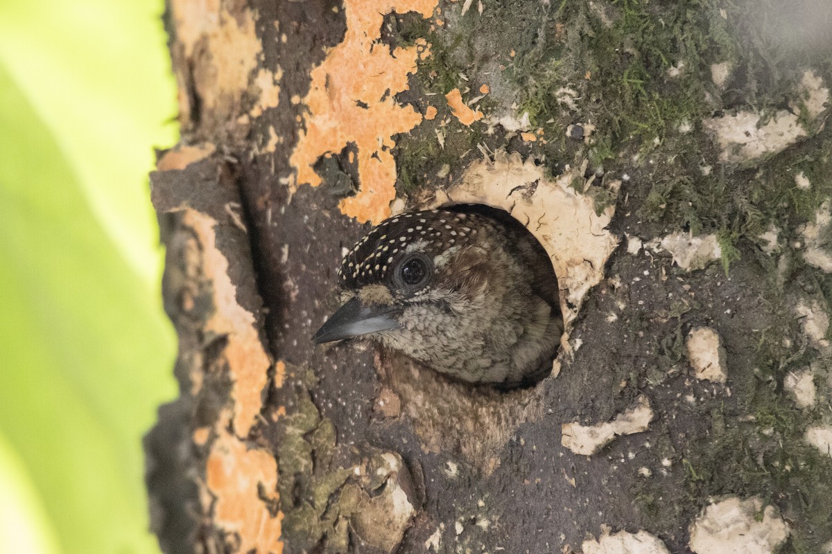 Scaled Piculet - Evan Buck