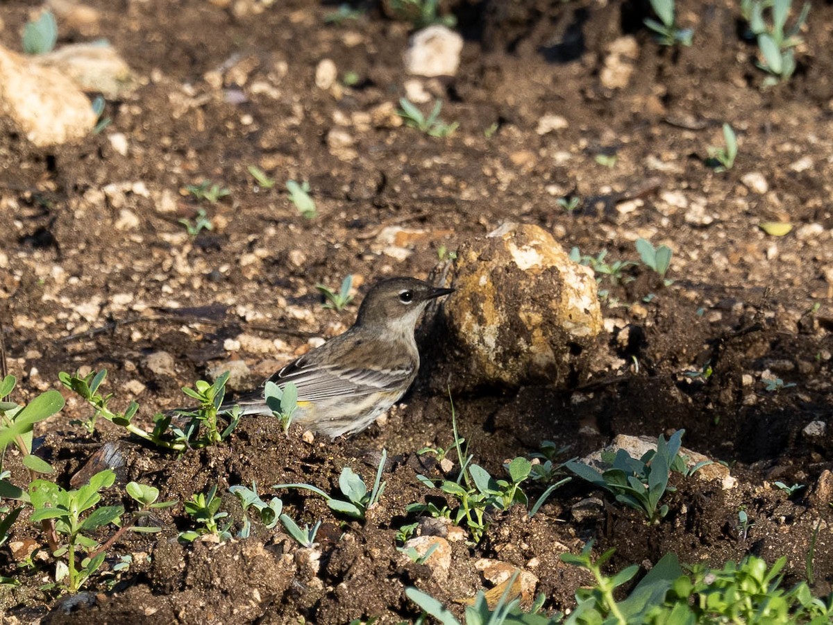 Yellow-rumped Warbler - ML506063011