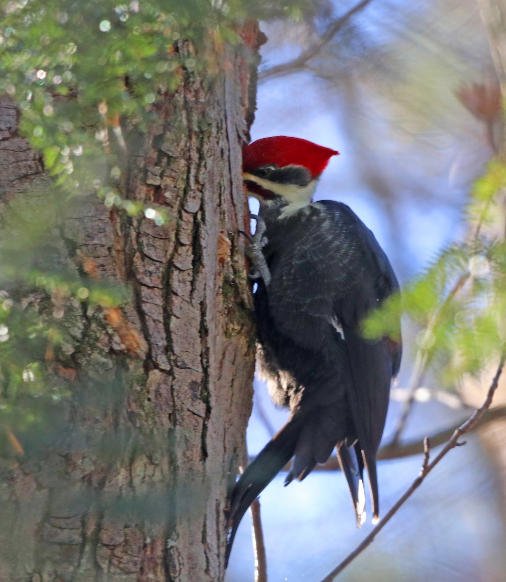 Pileated Woodpecker - ML506063181