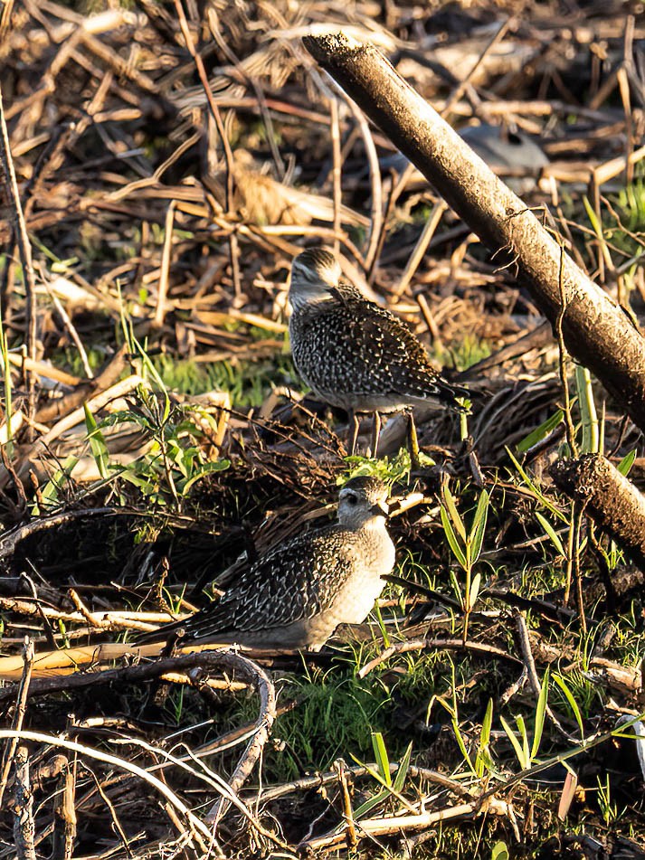 American Golden-Plover - ML506063211
