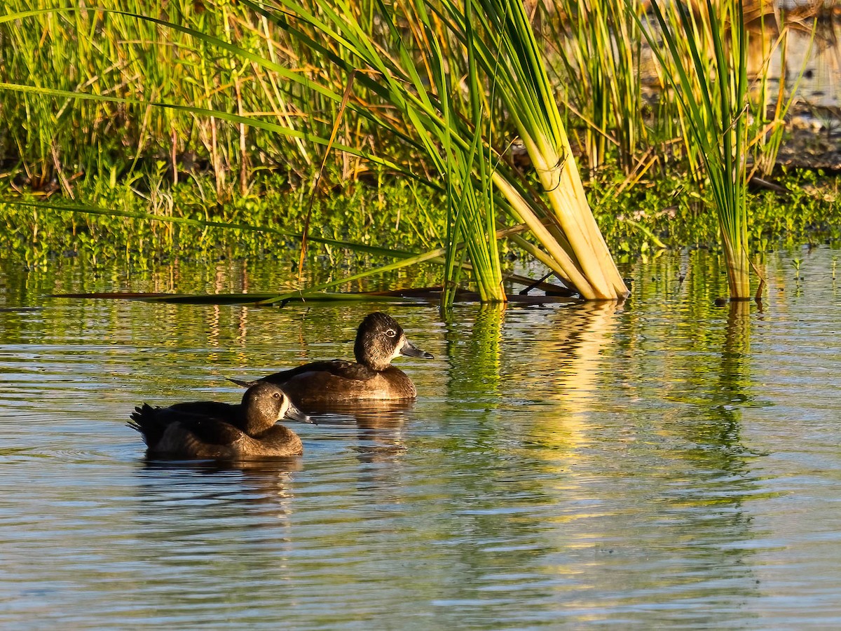 Ring-necked Duck - ML506064851
