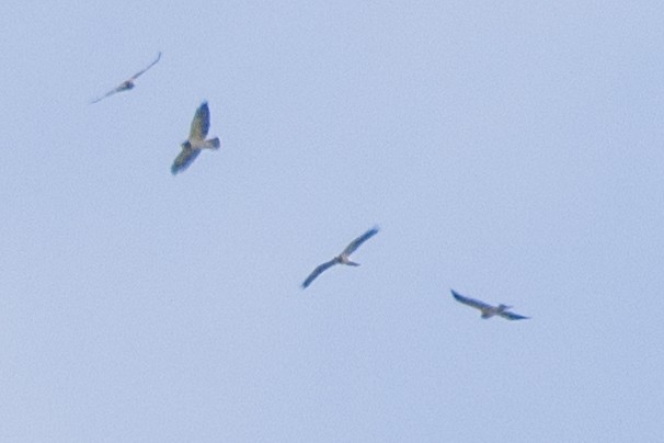 Long-winged Harrier - ML506065961