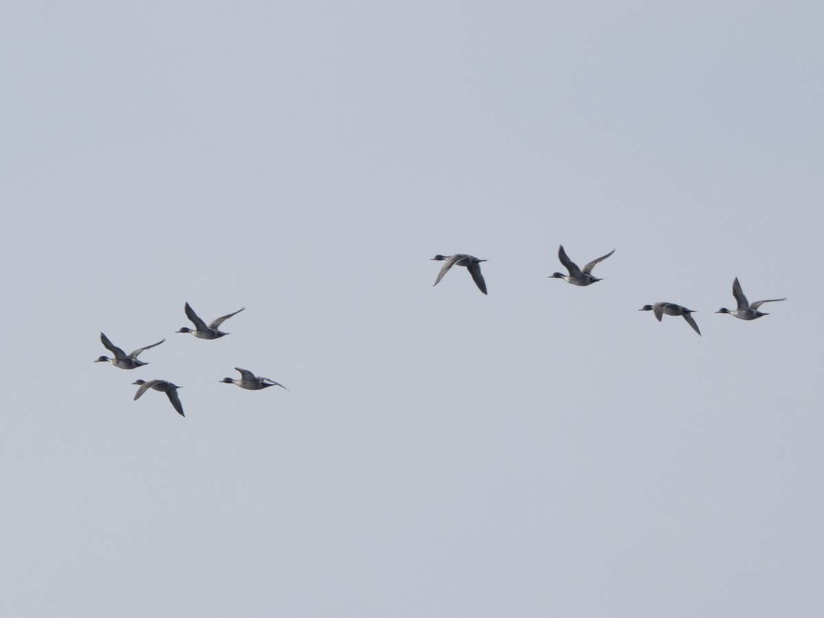 Northern Pintail - ML506066201