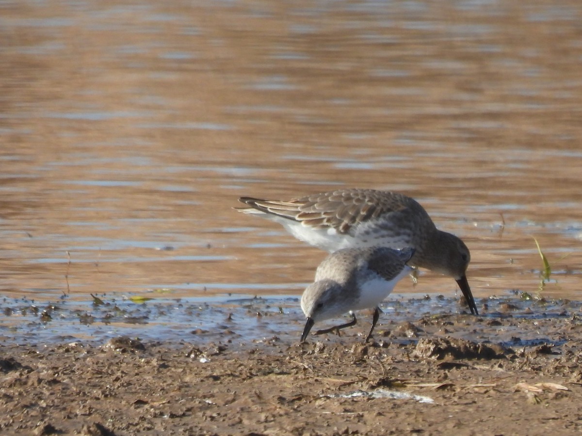 Bergstrandläufer - ML506066481