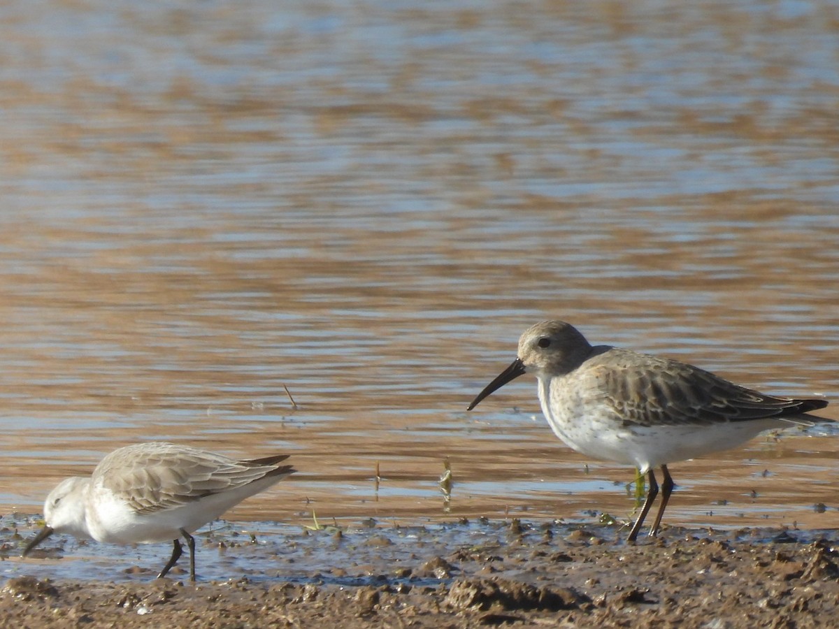 Bergstrandläufer - ML506066491