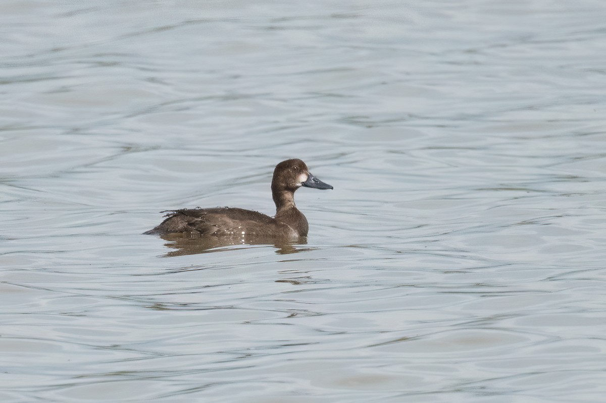 Lesser Scaup - ML506066551