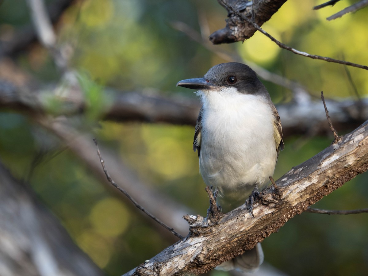 Loggerhead Kingbird - ML506067121