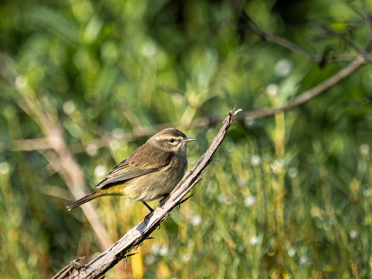 Palm Warbler - ML506067181