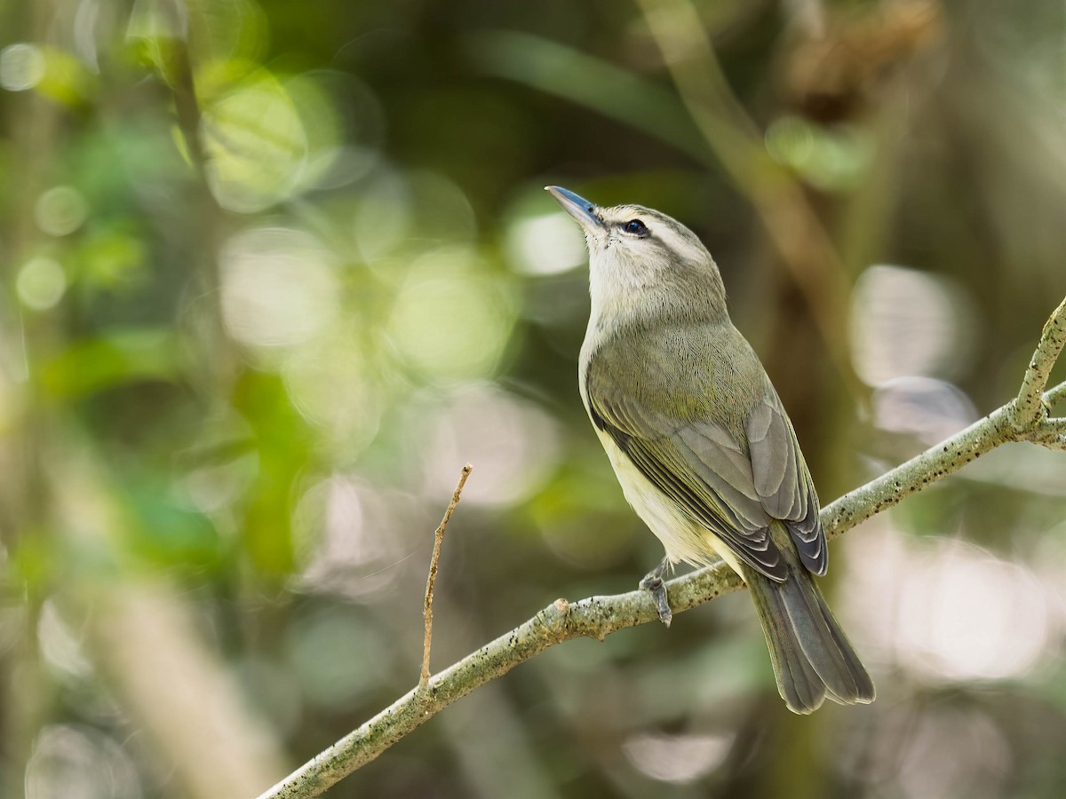 Yucatan Vireo - ML506067421